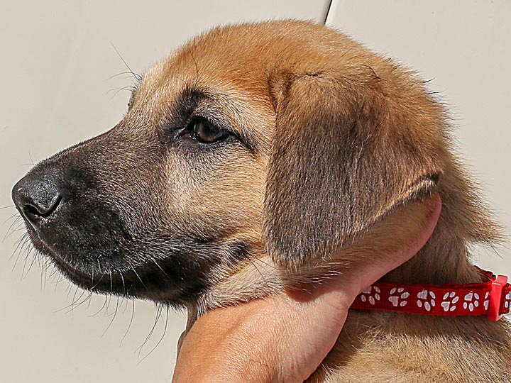 chinook puppy